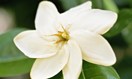 gardenia flower