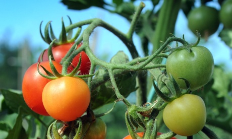 Red alert: still got tomatoes ripening? Don't remove any more leaves.