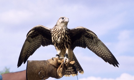 A captive falcon spends much of its time under its handler’s thumb and at the end of its tether.