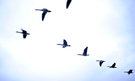 A flock of birds fly in formation