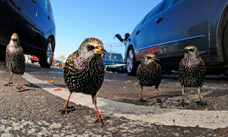 Join the dots: a group of starlings, one of the winning pictures in the British Wildlife Photography Awards.