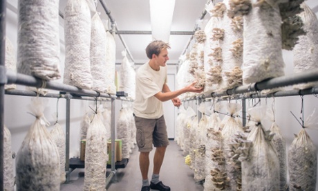GroCycle project founder, Adam Sayner, harvesting fresh Oyster mushrooms grown on waste coffee grounds in the heart of Exeter