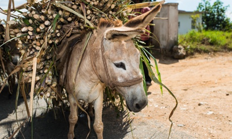 A donkey bought with Fairtrade Premium funds carries sugar cane at Worthy Park Cane Farmers’ Association, Jamaica.