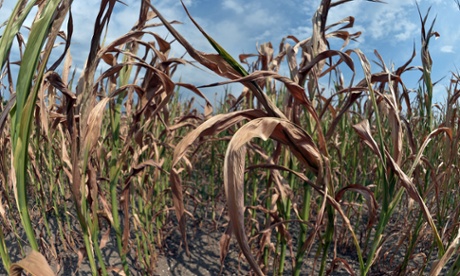 The sun shines over dry corn plants in a field affected by drought, on July 17, 2015, in Roppenheim, eastern France, during a heat wave.