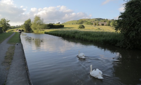 Swans at Skipton.