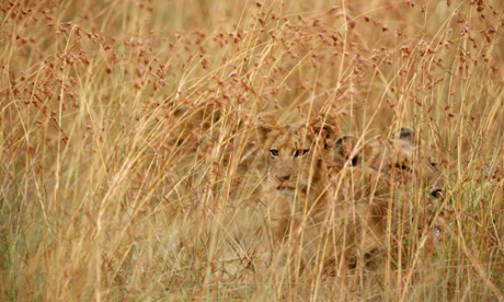 Lion cubs hiding in long grass