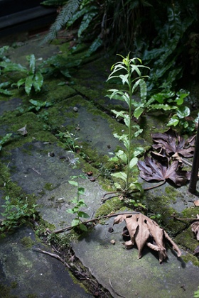 Weed, 2014, by Wolfgang Tillmans