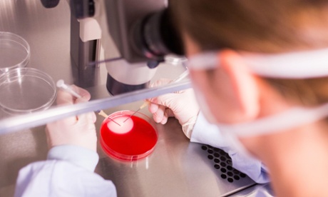 A technician selects human eggs for IVF