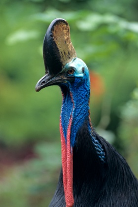 Casowary in its habitat, jungle, rare and dangerous bird