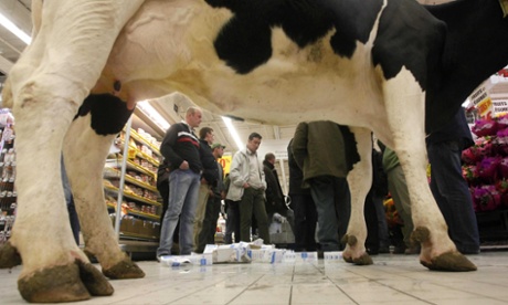 A cow in a supermarket surrounded by farmers and spilt milk