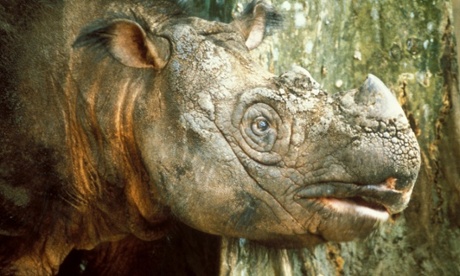 Sumatran rhinoceros. In 2015 this ancient species was declared extinct in the wild in Malaysia. Only about 100 individuals survive, confined to Sumatra (Indonesia). Photograph: AP Photo/WWF Malaysia, Stephen Hogg, HO