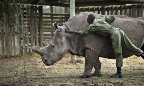 Keeper Mohamed Doyo leans over to pat female northern white rhino Najin in her pen at the Ol Pejeta Conservancy in Kenya on 1 December 2014. At the time the photo was taken Najin was one of six northern white rhinos left on earth. 