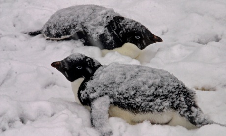 No other bird breeds further south than the Near Threatened Adelie Penguin (Pygoscelis adeliae). Numbers are increasing in the Ross Sea region and decreasing in the Peninsula region, with the net global population increasing overall. But other penguin species aren't faring so well. 