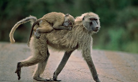 An olive baboon female with her young.