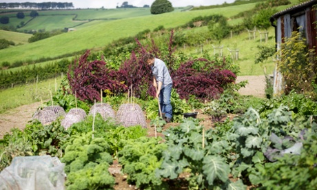 Making the beds: Dan in the vegetable garden.