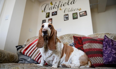 Old dog, new tricks: Wilmur relaxes in Oakfield, the residential lodging for elderly canines.