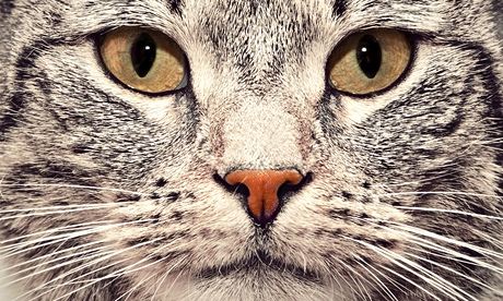 Tabby cat face close up portrait