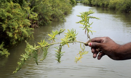 Mangrove estuaries are rich in aquatic life that are a major source of communities's livelihoods.