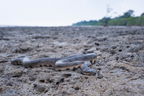 A dog-faced water snake, a species generally found in the mangrove forests and mud flats in estuarine and coastal environments.
