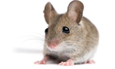  Front view of Wood mouse in front of white background