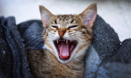 Tabby coloured cat yawning