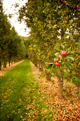 Chase apple orchard