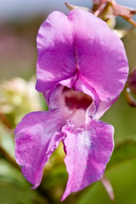 Himalayan balsam flower (Impatiens glandulifera)