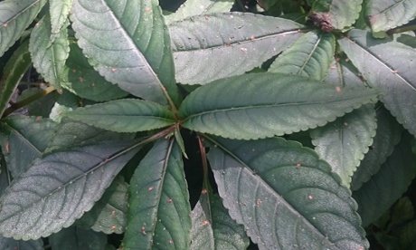 Impatiens 'Ice Storm'