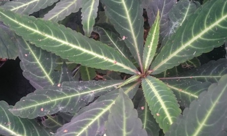 Impatiens omeiana DJHC 98492