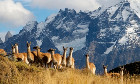 Herds of Guanacos, the wild ancestors of the llama, roam the foothills of the Andes mountains.