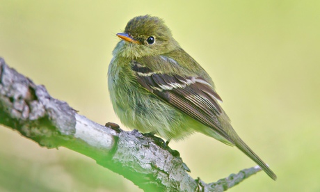 Acadian flycatcher