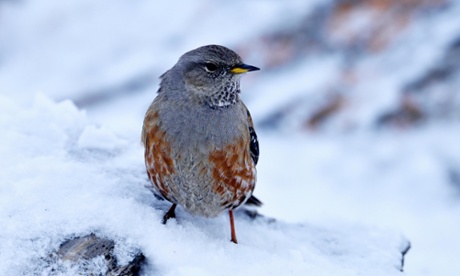An Alpine Accentor