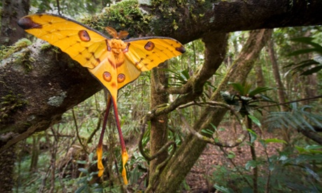 A male comet moth (Argema mittrei) recently emerged and drying its wings in Andasibe-Mantadia National Park, Madagascar. The gorgeous moth is only found in the island nation.