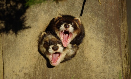 'Help we're Stuck!', by Tim Clifton, for the Comedy Wildlife Photography awards