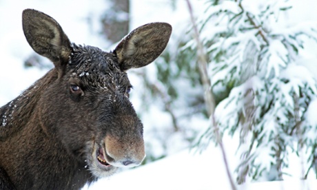'Laughing Moose.' For the Comedy Wildlife Photography Awards