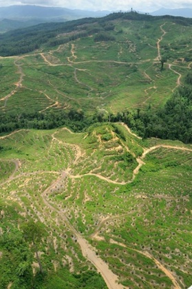 Palm oil landscape