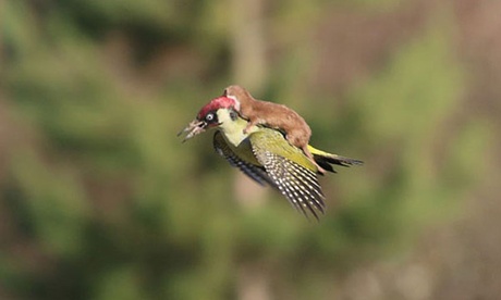Woodpecker flying with weasel on its back!