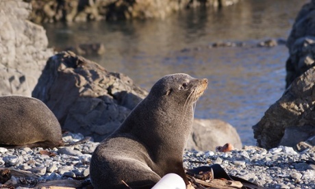 Getting close to sunset, Red Rocks, Wellington, 9 September 2015.