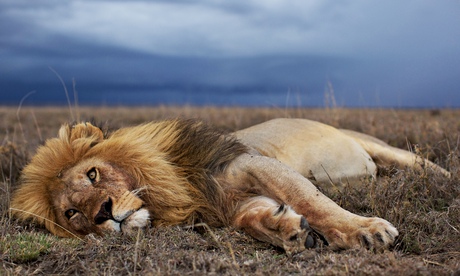 An adult male lion in the Serengeti