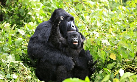 Mountain gorillas in Virunga national park in the Democratic Republic of Congo. 