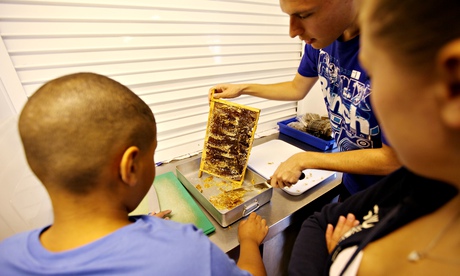 Charlton Manor Primary School's bees