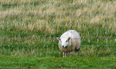 A sheep looking through a fence