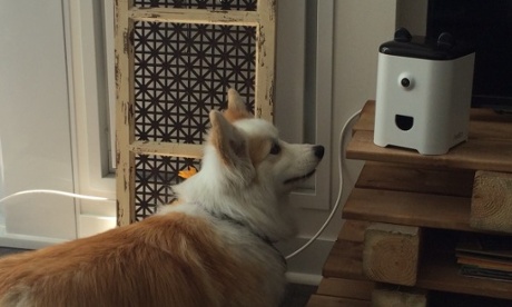 The world's first smartphone for pets.