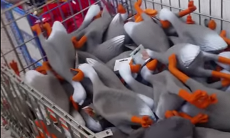 Screenshot from Duck Army video