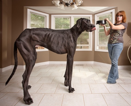 Zeus the Great Dane, recorded as the tallest male dog and the tallest dog ever