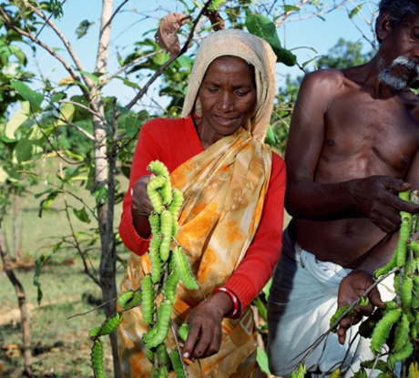 EcoTasar at work - farmer with tasar silk worms