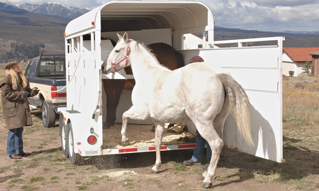 Let us know if you're feeling woozy … horse and trailer. Photograph: Masakazu Watanabe/Getty Images