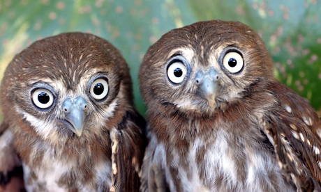 Pygmy Owls donated to the National Zoo of Managua