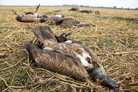 At least 60 vultures died after eating a dead cow near Pani Dihing Bird Sanctuary in Sivasagar, India.