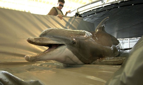 us navy dolphin